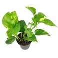 thumbnail image 3 of Golden Pothos (8"+ Plastic Pot) - Trailing Air-purifying Easy Care Houseplant for Home and Office Decoration, 3 of 5