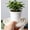 D, variant on Amzcrzy Plant Pot Saucer Deep Thickened Plastic Saucers Multiple Sizes Round Flower Pot Trays for Indoor Outdoor Gardening Water Drip Catcher for Potted Plants Home Decor Home Decor Room Decor