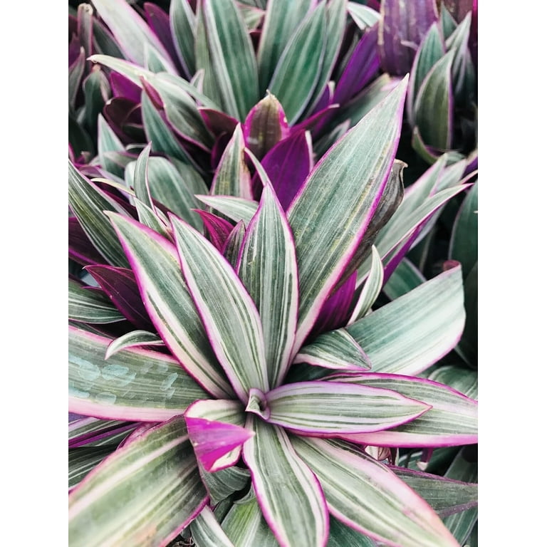Tri Color Dwarf Oyster Plant 10 Live Plants Tradescantia Spathacea