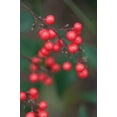 thumbnail image 2 of Erin Berzel 23x32 White Modern Wood Framed Wall Art Titled - Red Berries II, 2 of 5