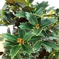 thumbnail image 5 of Expert Gardener 1.5- 2 ft tall Oak Leaf Holly Live Tree in 3-Gallon Grower Pot, 5 of 6
