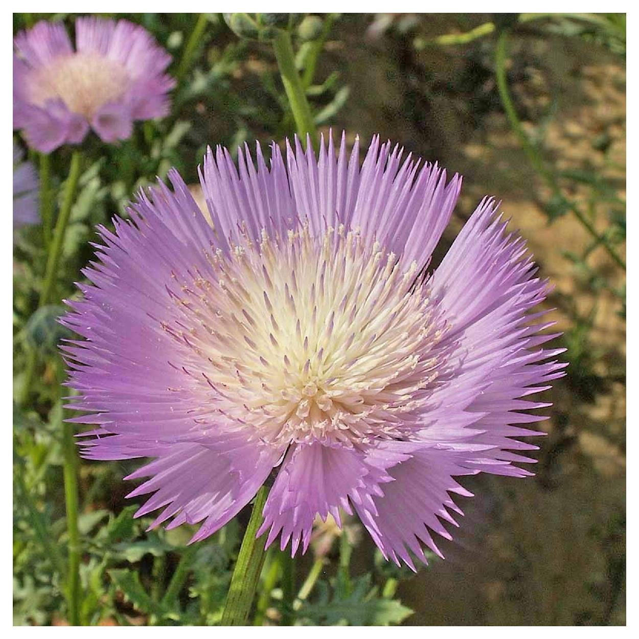 Everwilde Farms - 1 lb Imperialis Mixed Sweet Sultan Garden Flower Seeds - Gold Vault Bulk Seed Packet