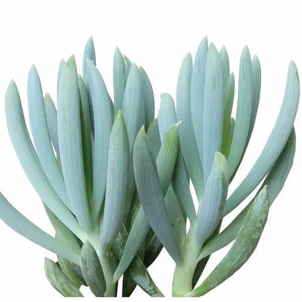 Senecio Serpens Blue