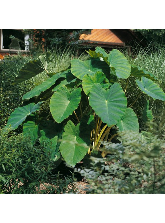 Elephant Ear Bulbs in Plant Bulbs