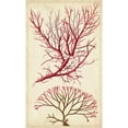 thumbnail image 3 of Turpin 12x18 Black Modern Framed Museum Art Print Titled - Turpin Seaweed V, 3 of 5