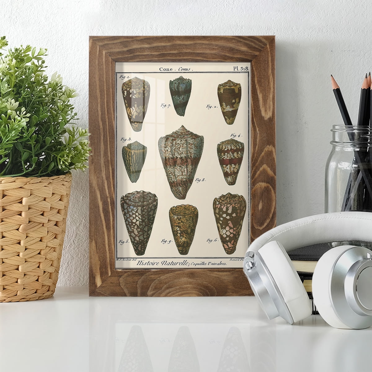 Cone Shell pl. 318 -Framed Print w/glass-Walnut