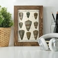 thumbnail image 6 of Cone Shell pl. 318 -Framed Print w/glass-Walnut, 6 of 8