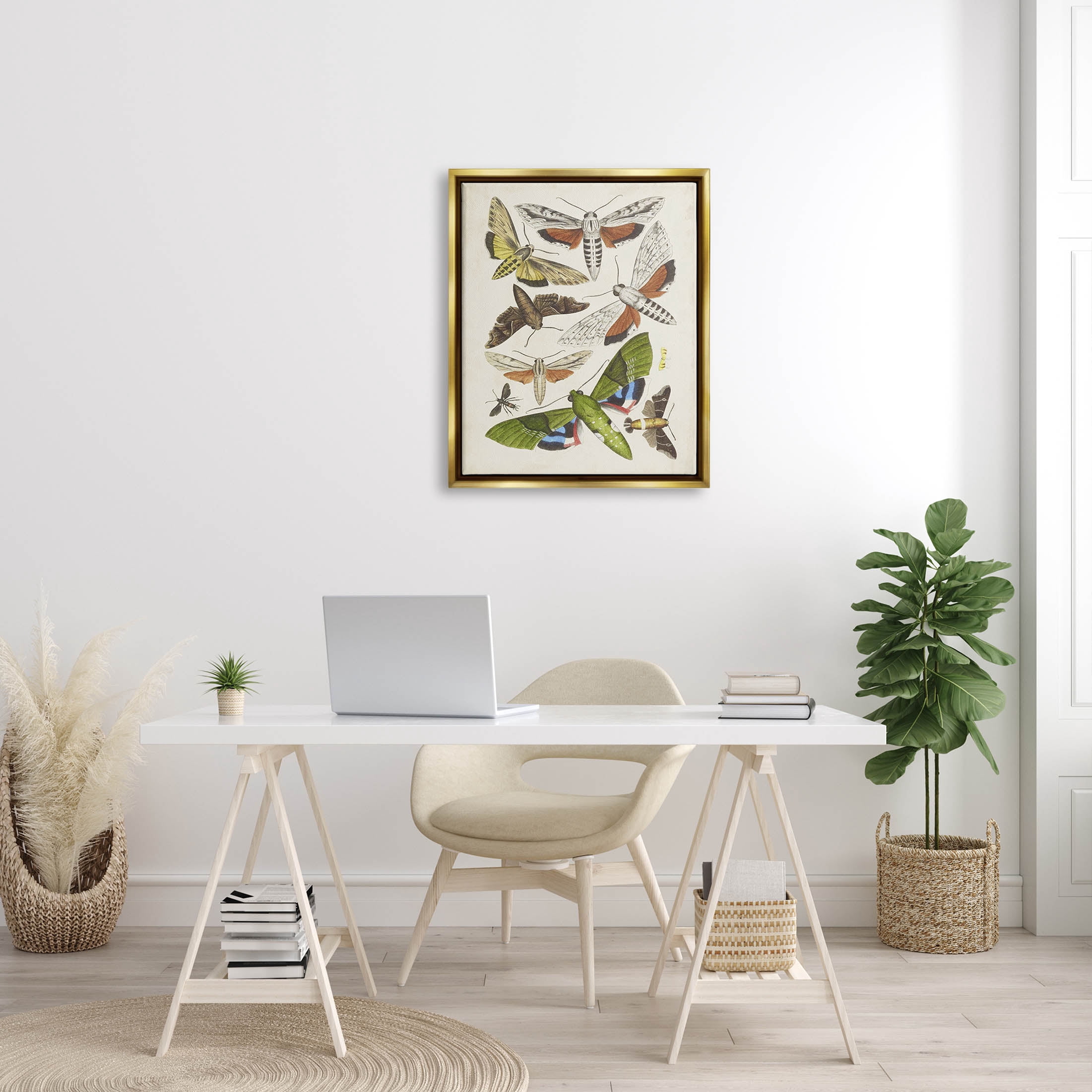 Stupell Industries Mixed Insects Moth Latin Studies Graphic Art Metallic Gold Floating Framed Canvas Print Wall Art, Design by World Art Group