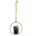 thumbnail image 1 of Pot In A Circle Hanging By A Rope Planter, 1 of 1
