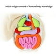 thumbnail image 3 of Fascinating Human Body 3D Model for Toddler Students and Enthusiasts to Learn Anatomy and Recognize Organs, 3 of 7