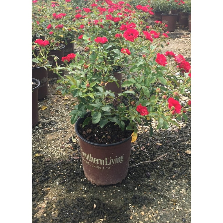 Southern Living It's A Breeze Rose Live Shrub in 2.5-Quart Southern Living It's A Breeze Rose Live Shrub in 2.5-Quart