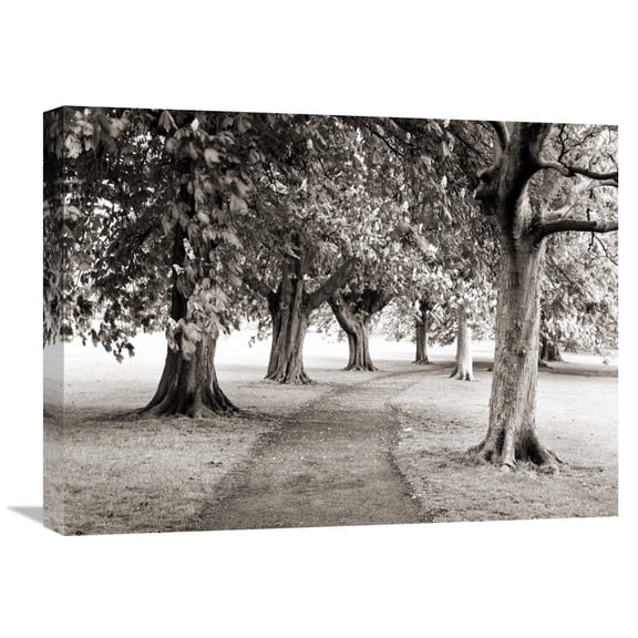 Global Gallery Mark Sunderland,'Spring trees, Harrogate, Yorkshire, England' Stretched Canvas Artwork