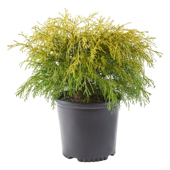 Expert Gardener 2.25 Gallon Gold Mop Cypress Live Shrub