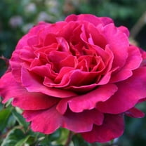 Heirloom Roses - Eleganza® Gypsy Soul Hybrid Tea Rose Bush