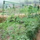 thumbnail image 2 of Red para plantas trepadoras, red para trepar plantas, red para remo con malla ancha para pepinos, tomates y otras verduras y plantas trepadoras (1,8 m x 1,8 m) ER, 2 of 5