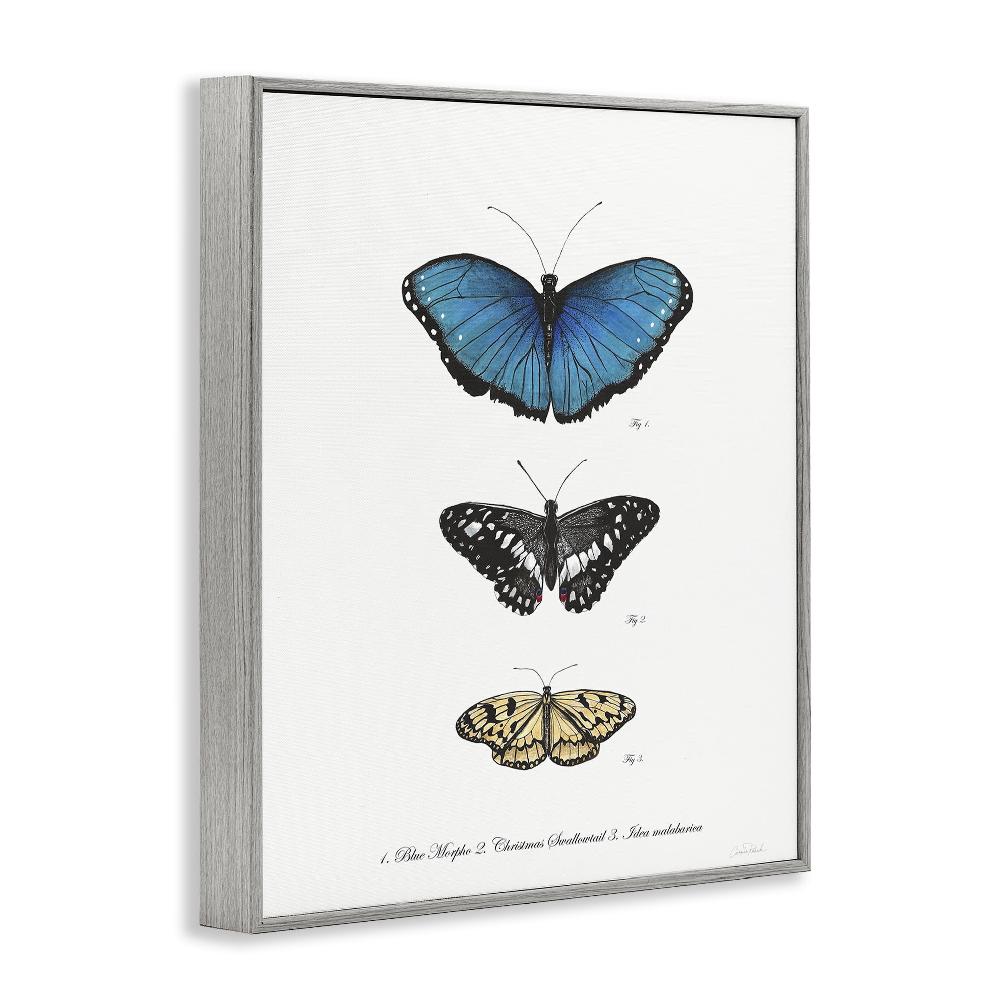 Stupell Industries Vintage Butterfly Specimens Animals & Insects Painting Gray Framed Art Print Wall Art, 11 x 14