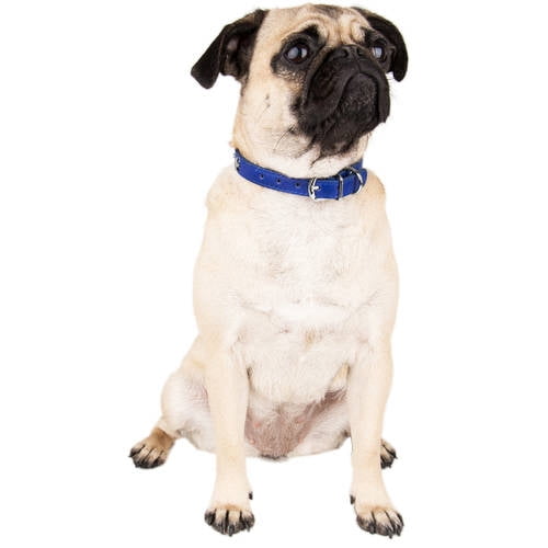 CUECUEPET Adjustable Dog Collar with Embellished Star Bling Charms [Multiple Sizes]