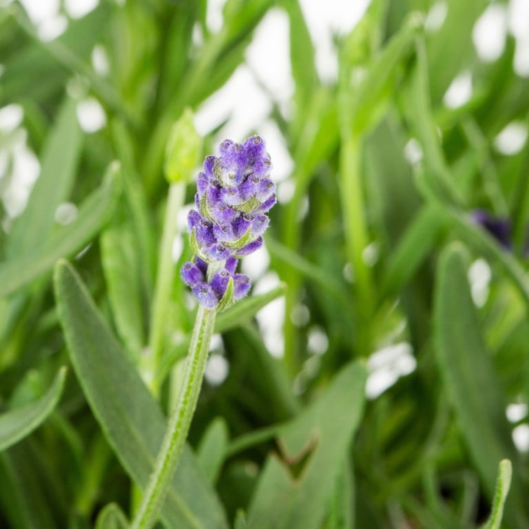 Expert Gardener 2.5gal Purple Lavender Live Perennial Plant Sun -  Walmart.com