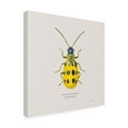 thumbnail image 3 of Trademark Fine Art 'Adorning Coleoptera VII Sq Golden' Canvas Art by James Wiens, 3 of 3