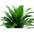 Costa Farms Live 14inch Tall, Easy to Grow Dracaena Deremensis,
