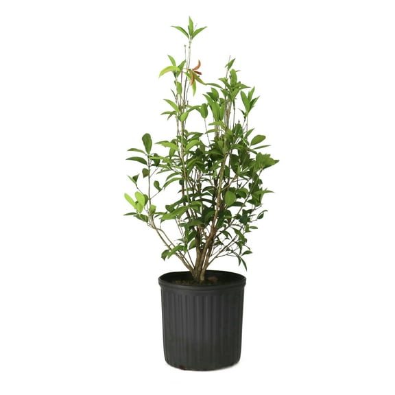National Plant Network 3 gal. Sweet Olive Shrub