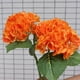 thumbnail image 3 of Palets de Liquidación Xihbxyly Bola Bordada Grande Simulada con Flores Artificiales para Bodas, 3 of 4