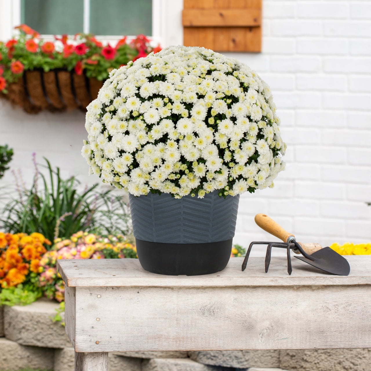 Better Homes & Gardens 1.5 gal White Garden Mum Live Plant in Decorative Planter