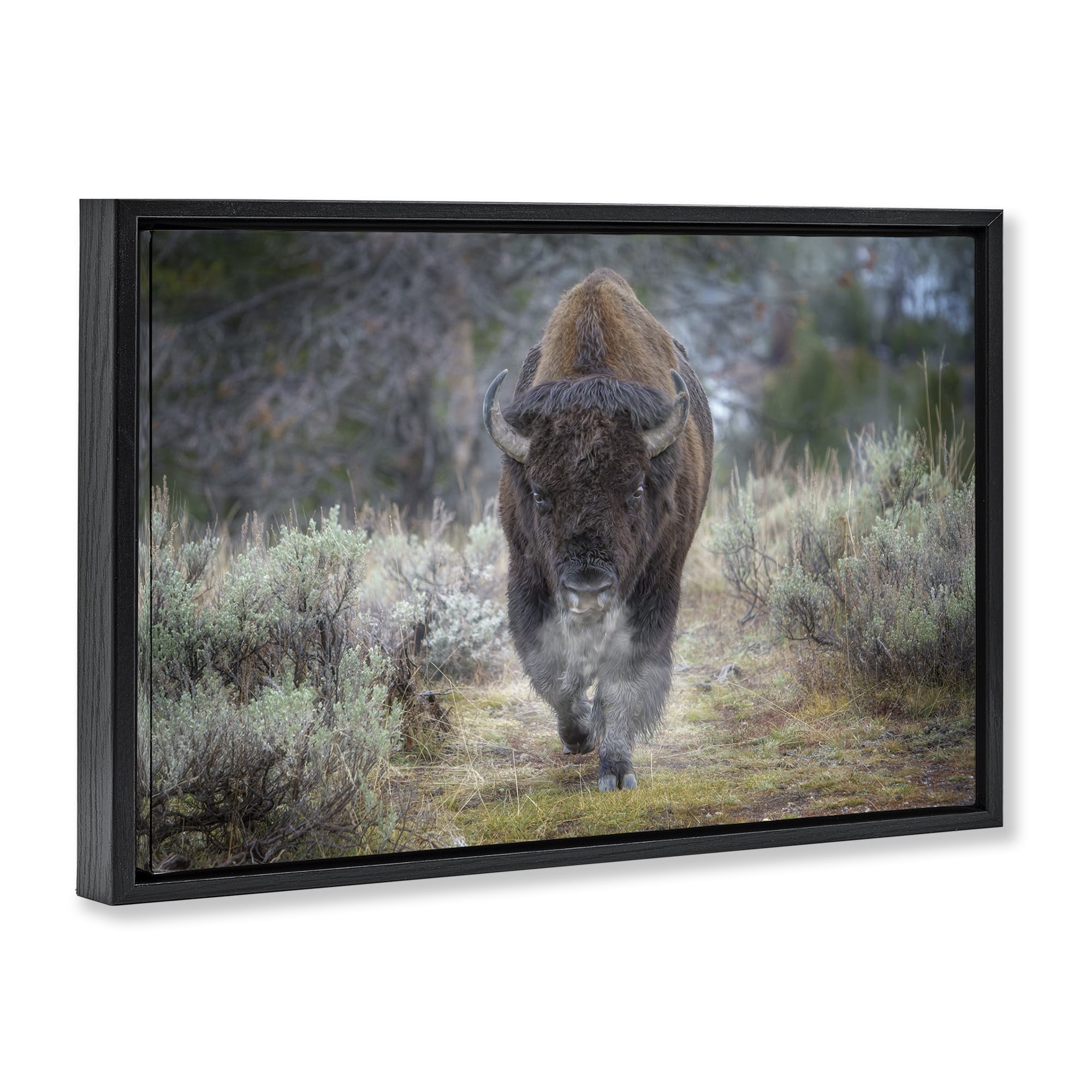 Stupell Industries Bison Stepping Photography Animals Photography Black Floater Framed Canvas Art Print Wall Art, 31 x 21