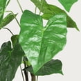 thumbnail image 5 of 30'' Artificial Tropical Alocasia Leaf Plant With White Pot 2pc/set, 5 of 12