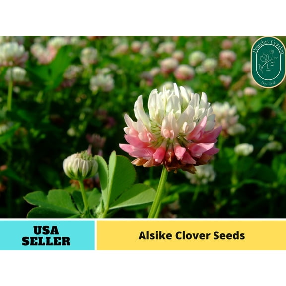 40 Seeds| Alsike Clover Seeds - Authentic Seeds - Perennial~ GMO Free ~~Flower seeds ~ Asian Garden~ Herbs B5G1 #J004