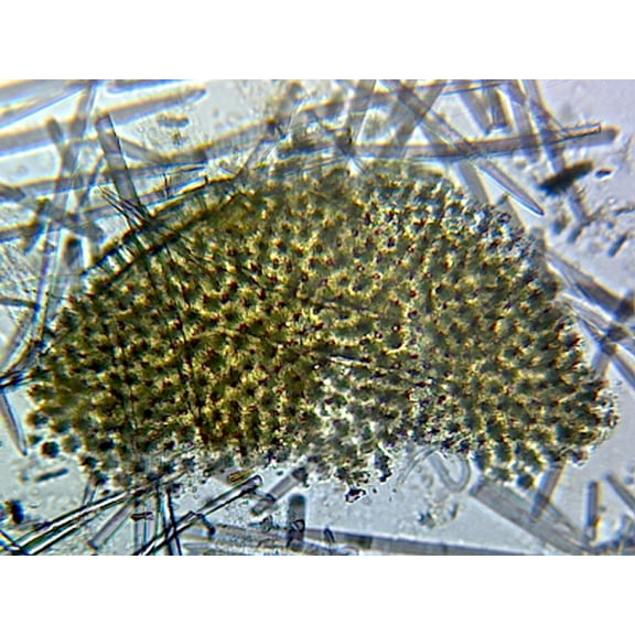 Mixed Spicules; Whole-mount by Go Science Crazy