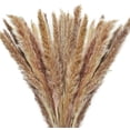 thumbnail image 1 of Hierba de la pampa seca, 60 piezas, tallos naturales de hierba de la pampa, flores secas esponjosas para jarrones, decoración del hogar y accesorios de fotos., 1 of 8