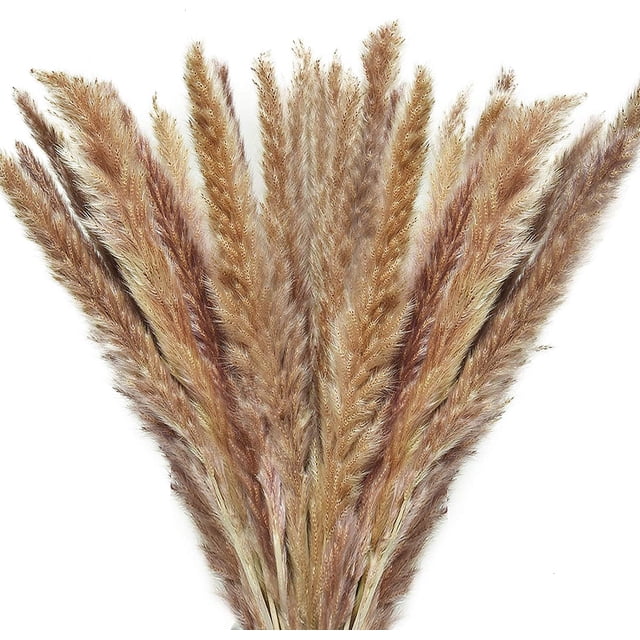 Hierba de la pampa seca, 60 piezas, tallos naturales de hierba de la pampa, flores secas esponjosas para jarrones, decoración del hogar y accesorios de fotos.