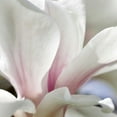 thumbnail image 2 of Amber Light Gallery 12x12 Black Ornate Wood Framed with Double Matting Museum Art Print Titled - Magnolia Essence, 2 of 4