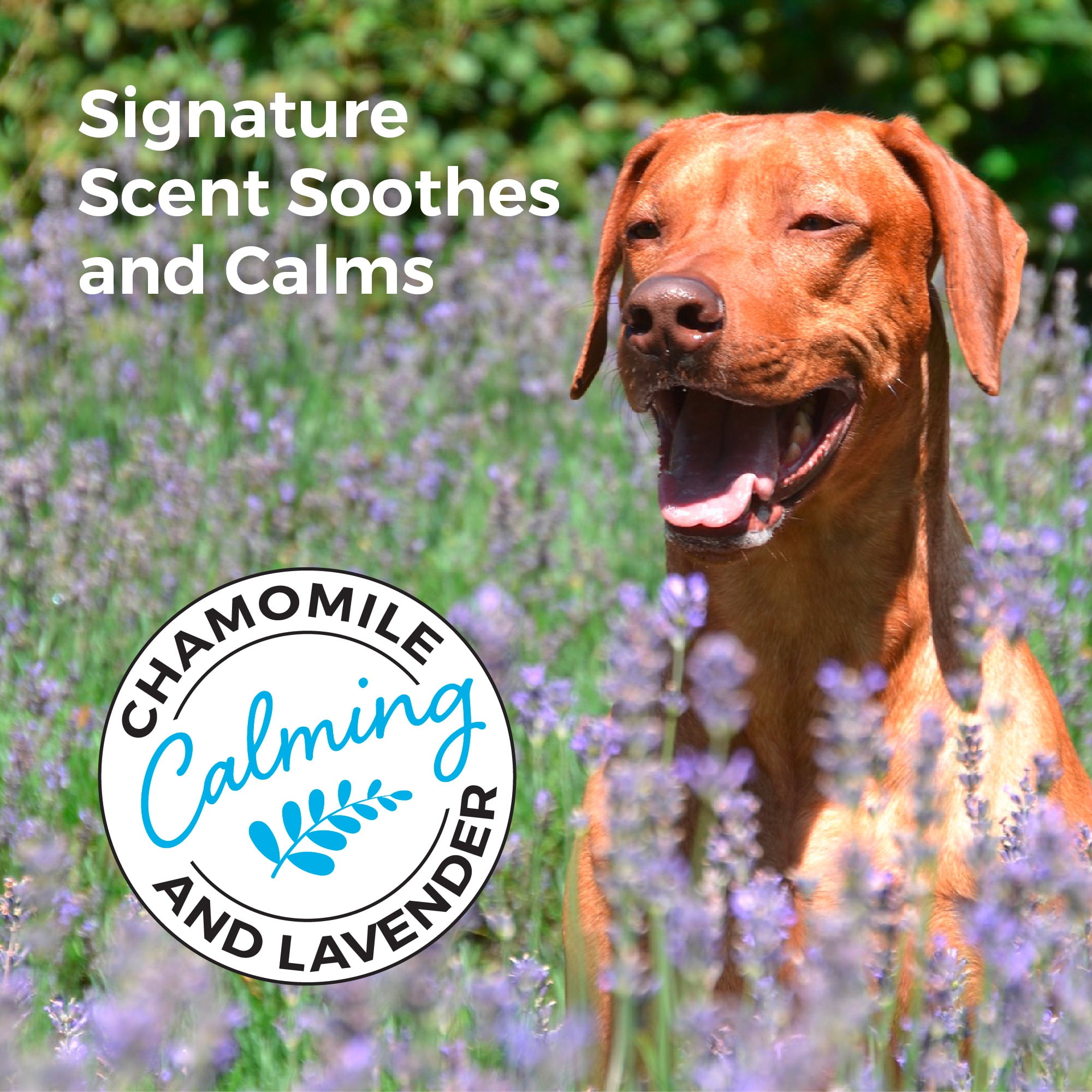 Dog shampoo for dry skin and shedding hot sale