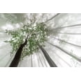 thumbnail image 2 of Pavlasek, Tom 32x23 White Modern Wood Framed Museum Art Print Titled - Misty mystery of the forest, 2 of 4