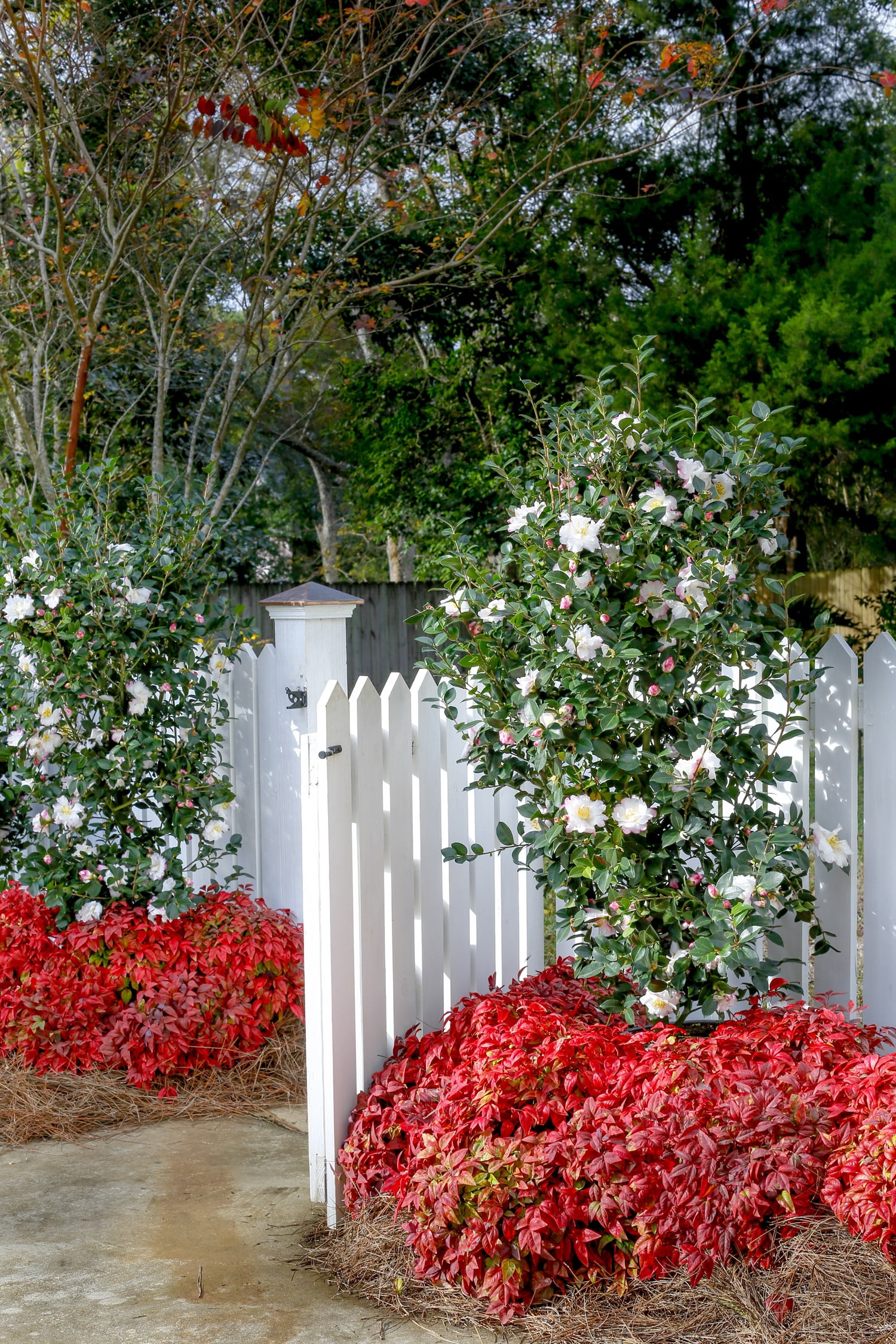 Southern Living October Magic Dawn Camellia Live Shrub in 2.5-Quart Grower Pot