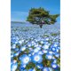 thumbnail image 1 of Cuadros Decorativos Flor 5D DIY diamante pintura completo redondo taladro imagen pared artesanías Wdftyju embutido en tela, 1 of 9