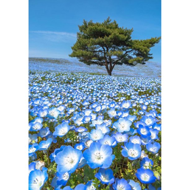 Cuadros Decorativos Flor 5D DIY diamante pintura completo redondo taladro imagen pared artesanías Wdftyju embutido en tela