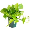 thumbnail image 5 of House Plant 4-POTHOS-GREEN Green Queen Pothos Plant in 4 in. Pot, 5 of 5