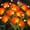 Orange-6 Pack, variant on Landscape & Walkway Lights Orange 4 Pack Solar Outdoor Decor
