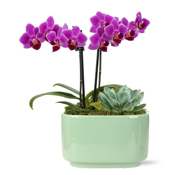 From You Flowers - 6-10" Tall Mini Purple Orchid & Succulent Planter, 4" Diameter Pot (Fresh Plant)