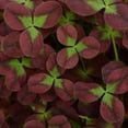 thumbnail image 6 of RedCrocus 4 Luck Red Stripe Clover &ndash; Variegated Ground Cover, Border Plant, Pollinator Attractor, Deer Resistant, Container & Garden Use  4.5" Pot (Pack of 5), 6 of 14