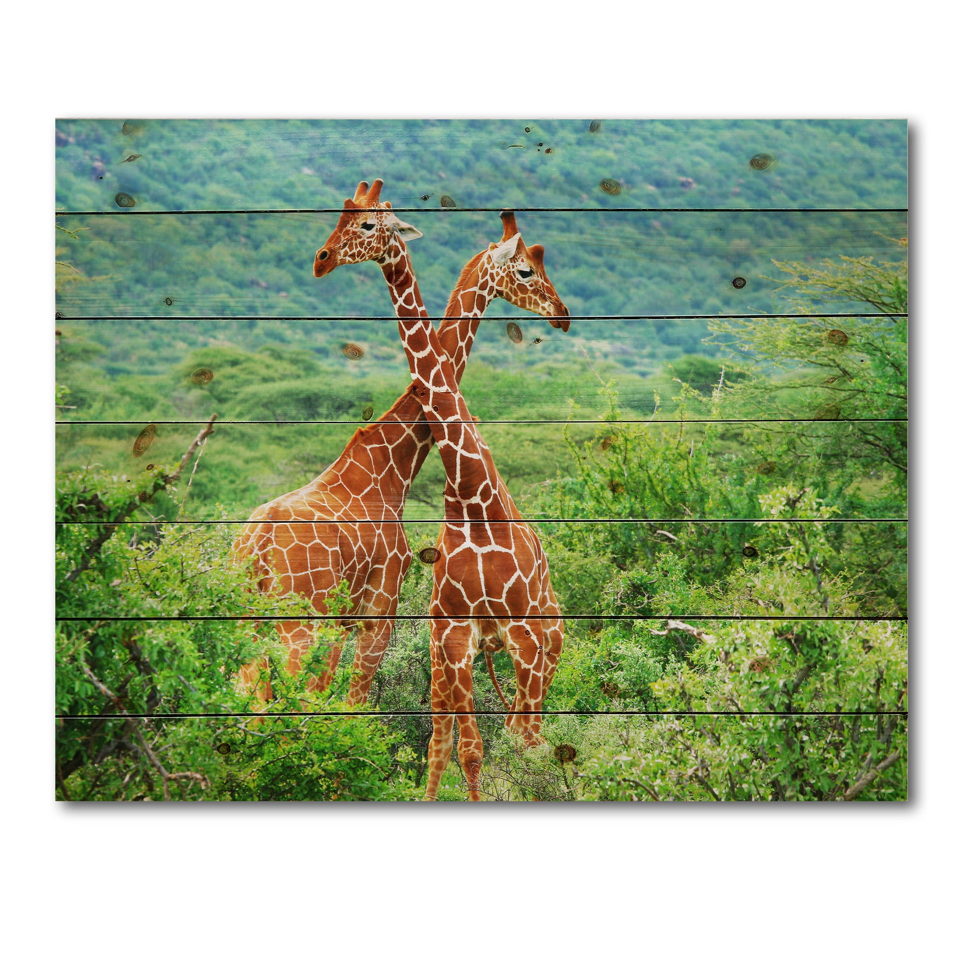 Designart 'Two Giraffes Fighting In Lush Green Wild' Farmhouse Print on Natural Pine Wood