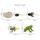 thumbnail image 5 of 2x Proceso de de crecimiento de de rana, 5 of 9
