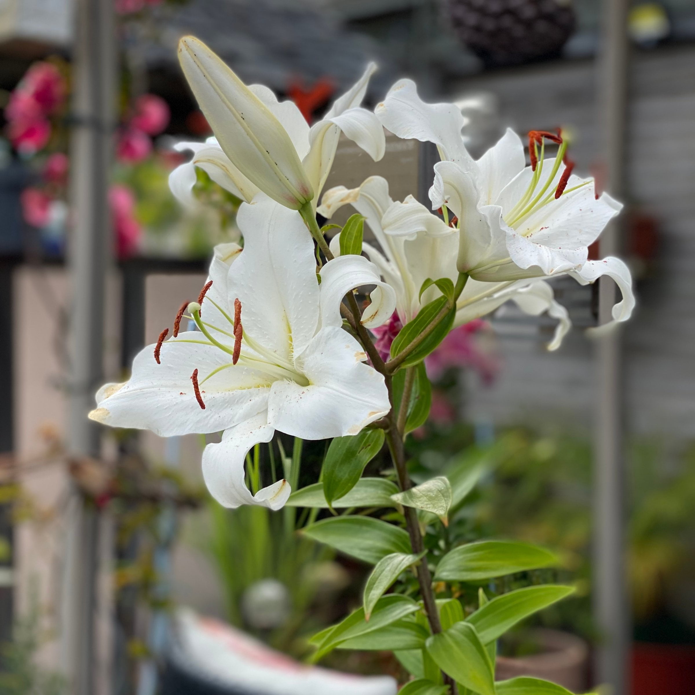 National Plant Network Lily Casa Blanca Bulbs (5-Pack)