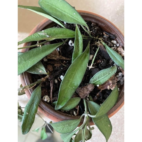 RedCrocus Hoya Rosita Live Plant - Wax Plant Hybrid Houseplant, Trailing Vine with Red-Blush Leaves, Easy Care, Bright Indirect Light  4" Pot