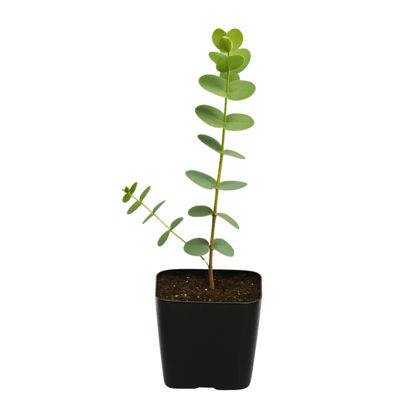 My Shelfie - Spiral Gray Eucalyptus Bonsai Tree, Baby Blue Eucalyptus Plant 2 Inch Pot