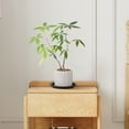 thumbnail image 4 of Niceauty 10Pcs Black Plant Pot Storage Plates PP Material Flowerpot Bottom Trays, 4 of 7
