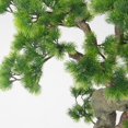 thumbnail image 4 of 63"H Real-touch beauty Bonsai, 4 of 7